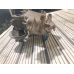 Коллектор впускной MAZDA BT-50 UN8F1 WE 2006-2012 Коллектор впускной MAZDA BT-50 UN8F1 WE 2006-2012
